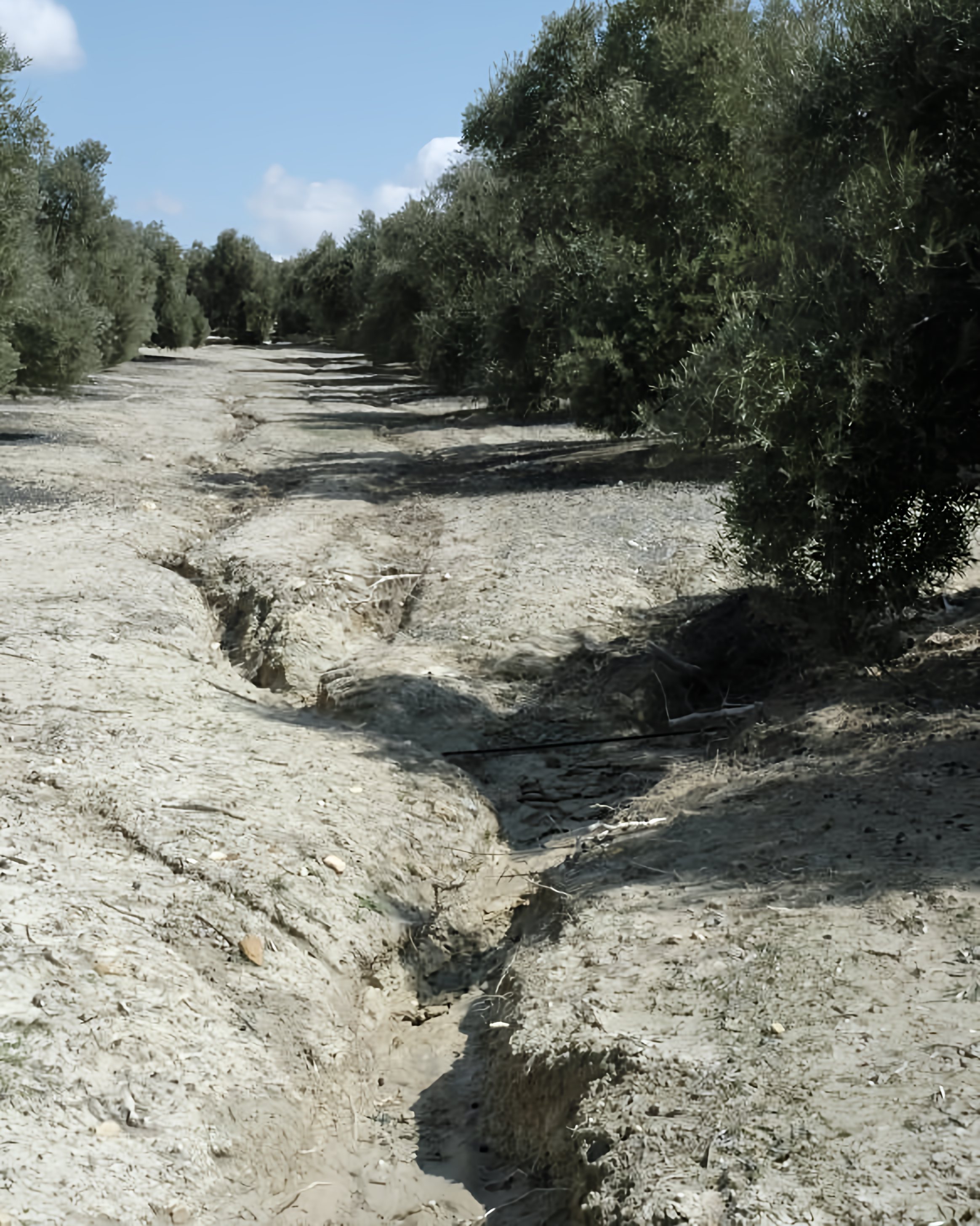 Reguero erosionado abierto entre dos hileras de olivos.