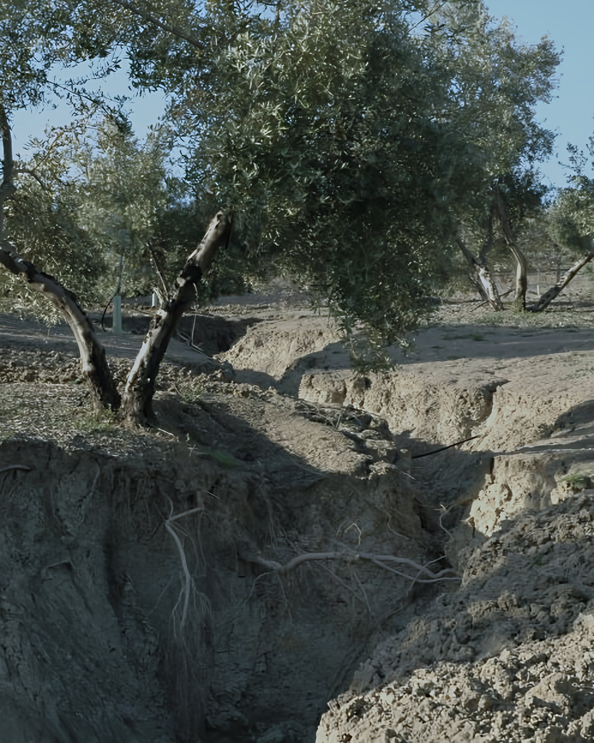 Cárcava que socava la base de un olivo y deja las raíces al aire.