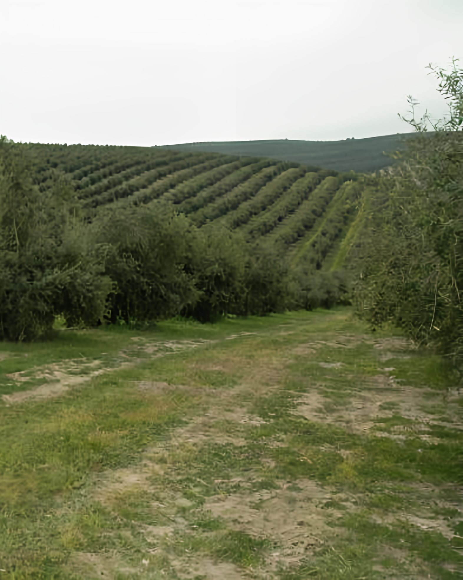 Olivar sano con cubierta vegetal entre las calles que sujeta el suelo.